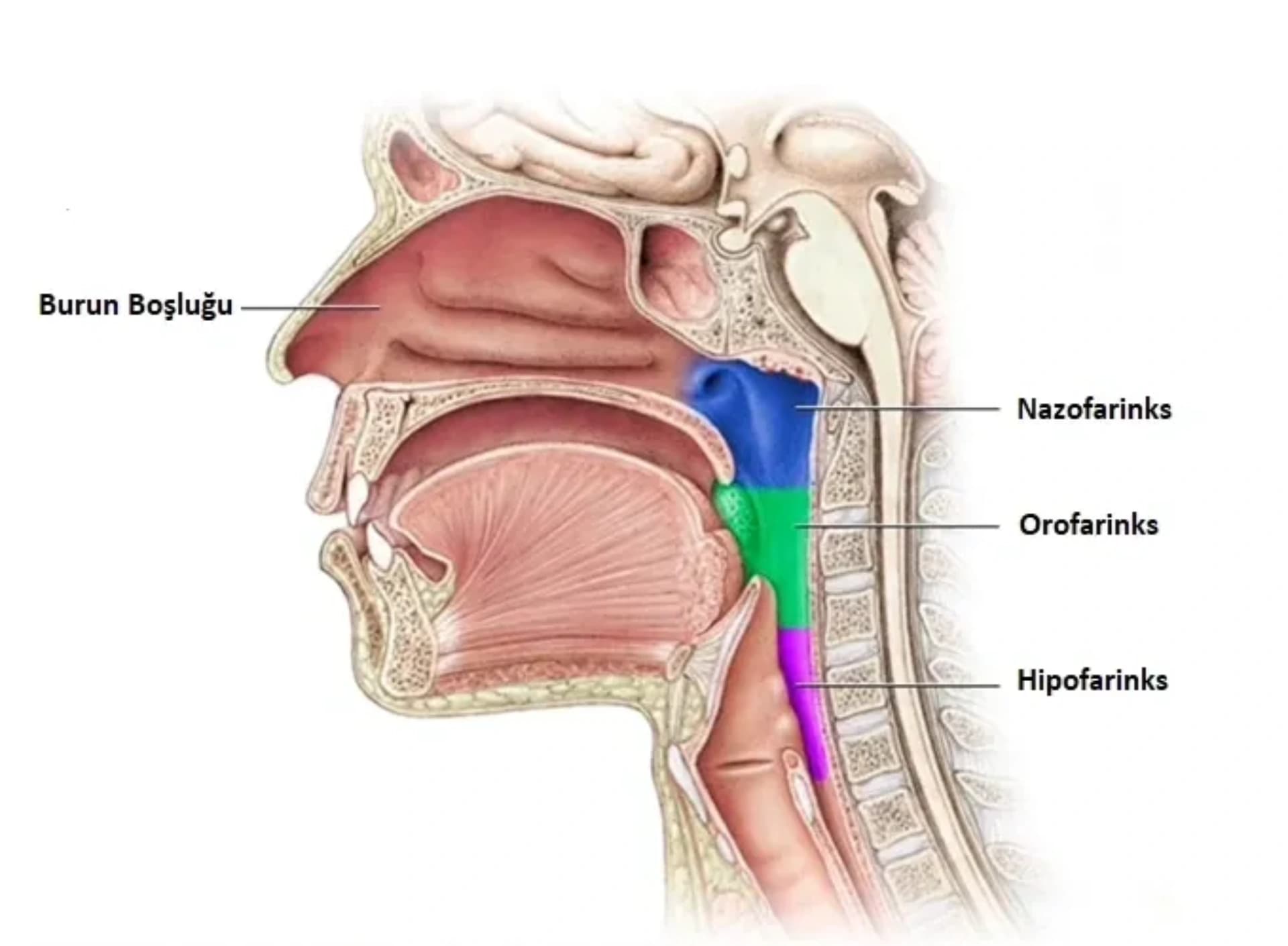 Həzm sistemi qanamaları
