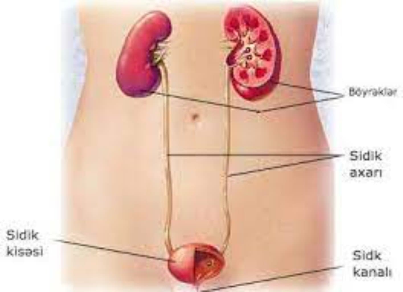 Həddindən Artıq Aktiv Sidik Kisəsi: Simptomlar, Səbəblər və Müalicə Yolları