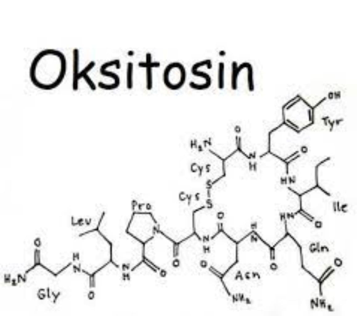 Oksitosin hormonu və onun orqanizmdə rolu