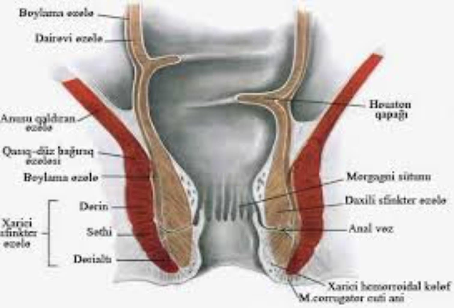 Bağırsaqların vaskulyar (damar) xəstəlikləri