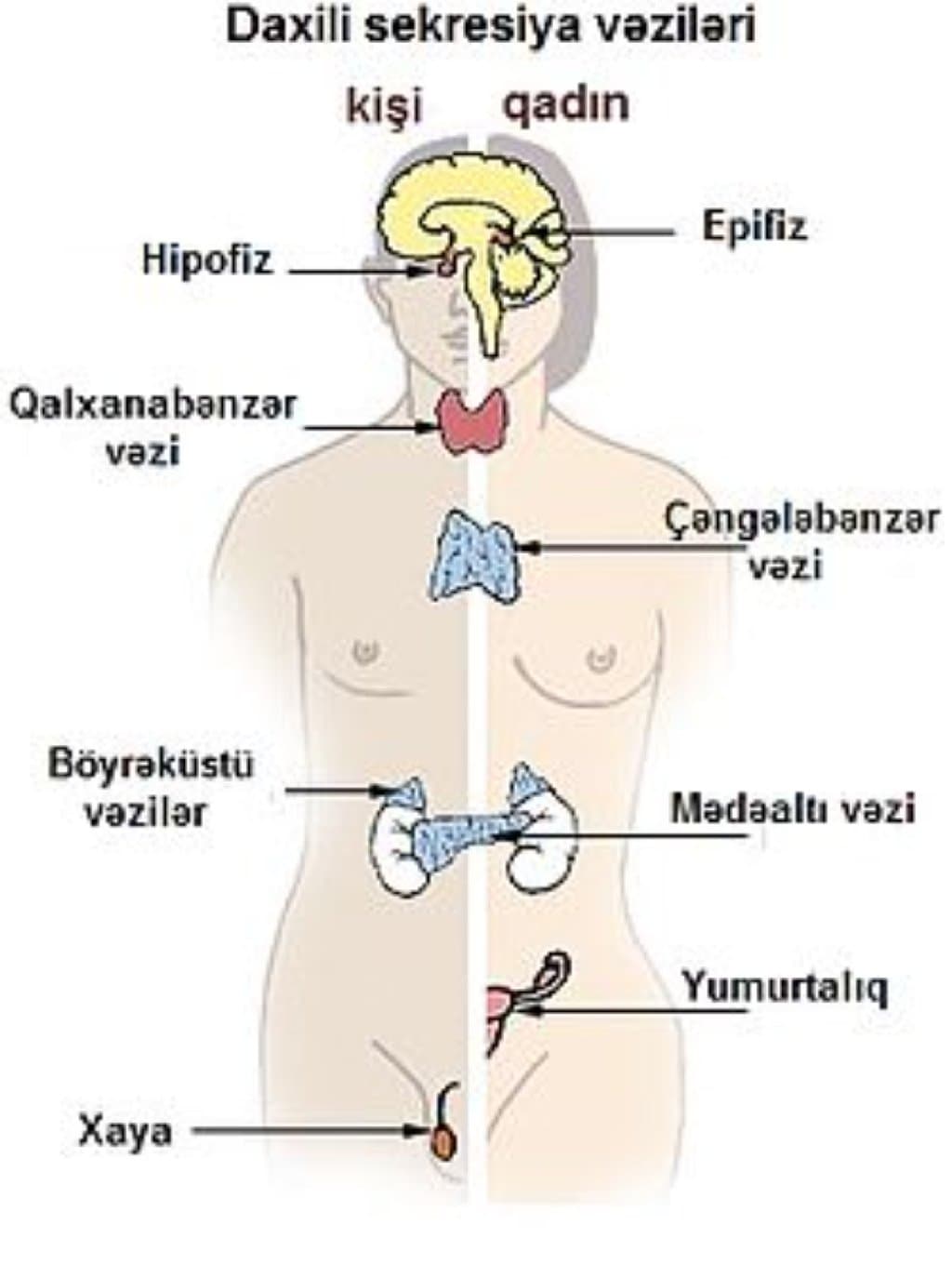 Digər hormonal pozulmalar (hipofiz, paratiroid, böyrəküstü və cinsi vəzilər)