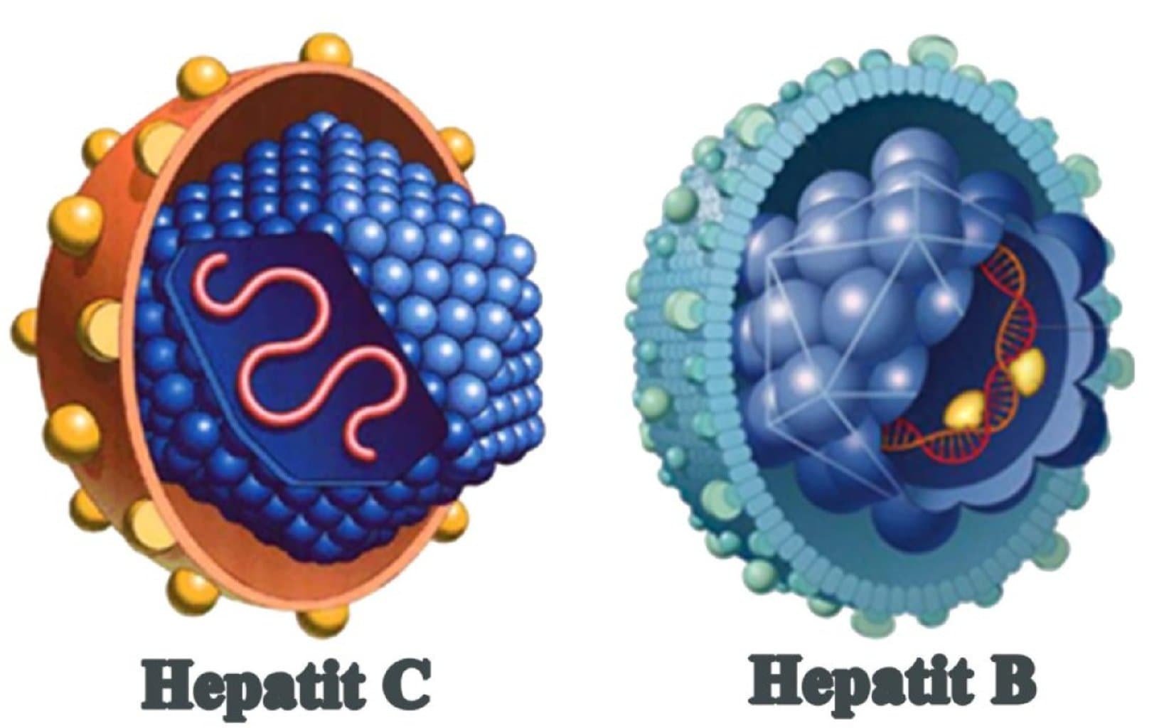 Müxtəlif etiologiyalı hepatitlər