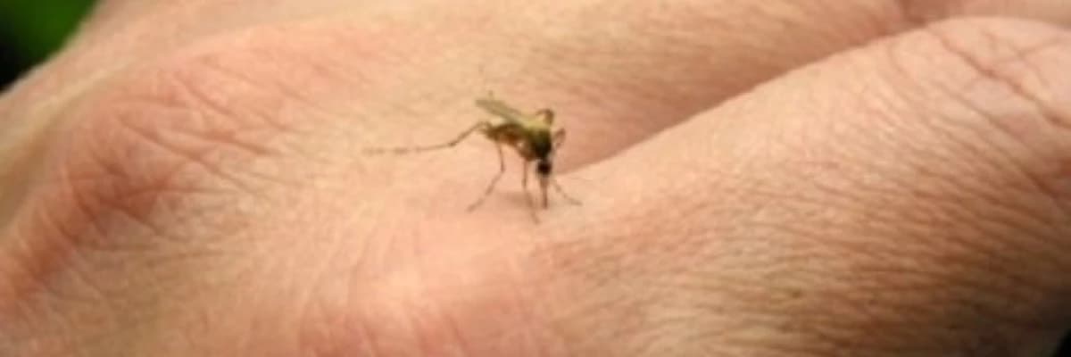 İnsekt ( böcək ) allergiyası