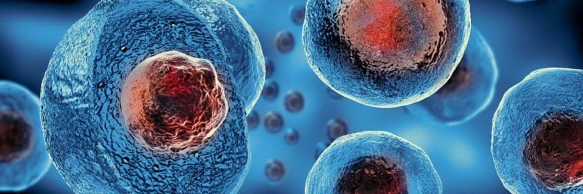Prp və Kök hüceyrələr arasındakı fərqlər nələrdir?