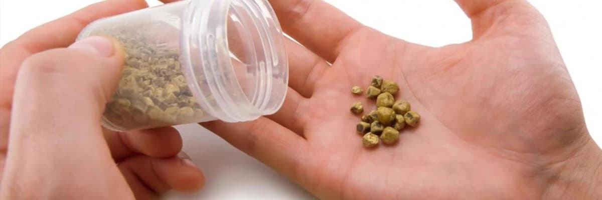 Öd daşları: simptomlar, səbəblər və müalicələr