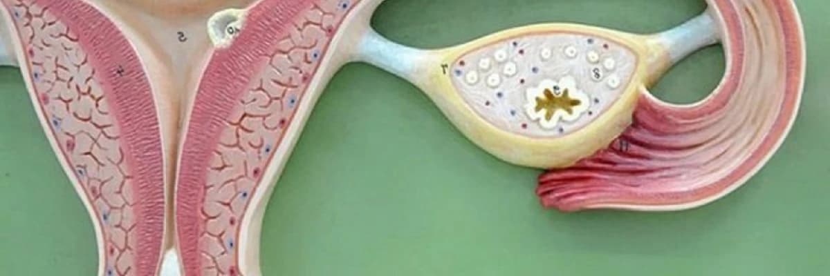 Endometriyanın diaqnostik qaşınması