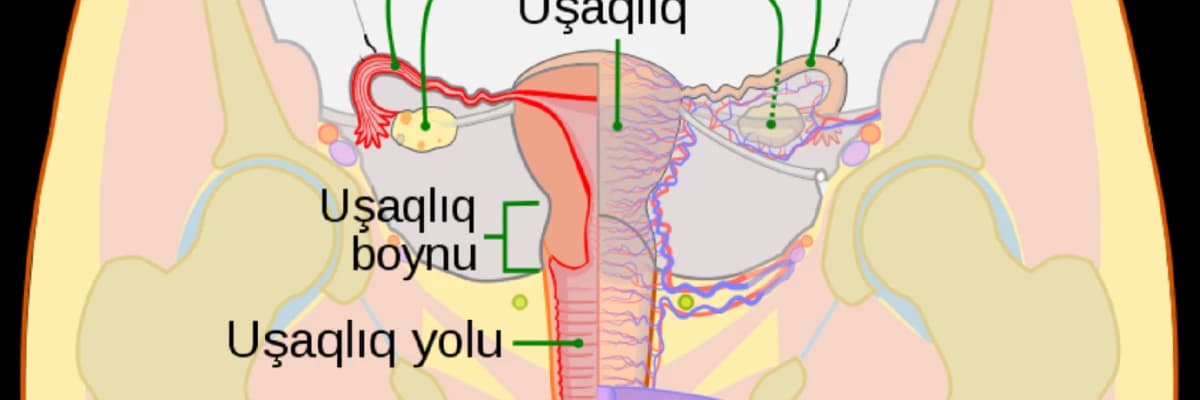 Uşaqlıq borularının müayinəsi necə aparılmalıdır?