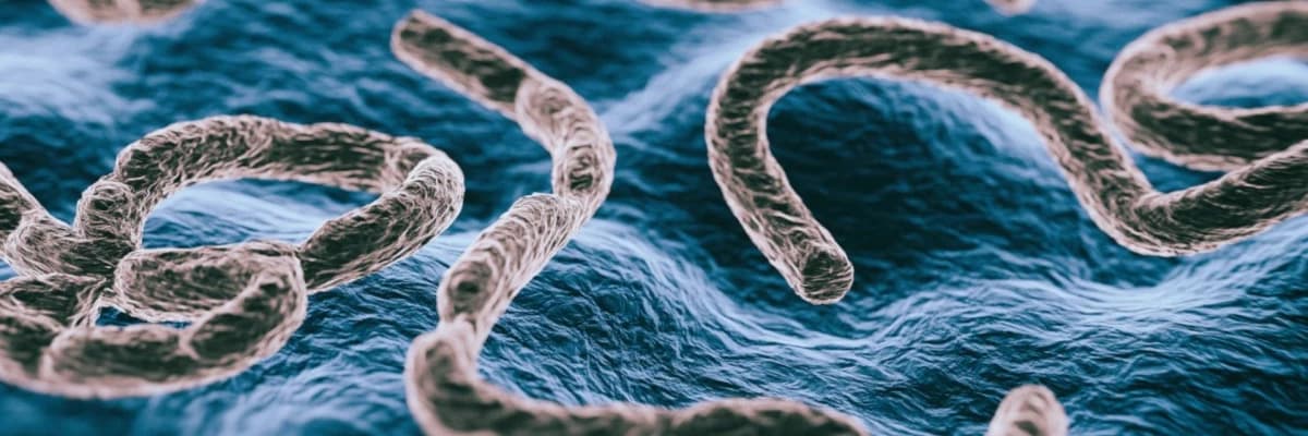 Ebola virusu: nədir, necə ötürülür, simptomlar, müalicə və profilaktika üsulları