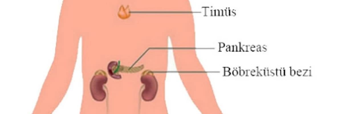 Endokrin Sistemi: Tərif, Funksiyaları və Əhəmiyyəti