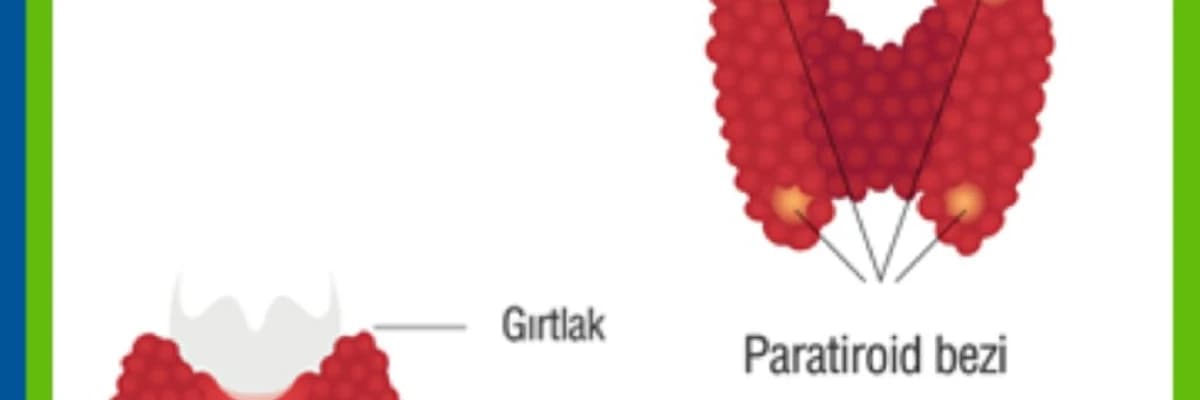 Paratiroid hormon əksikliyi (HİPOPARATİROİDİ)