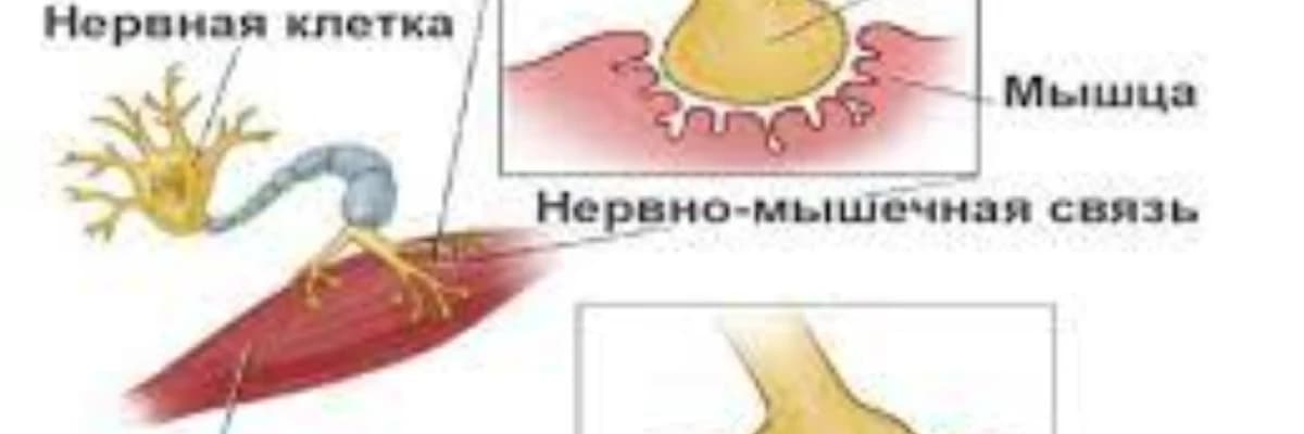 Miasteniya qravis səbəbi ilə timus cərrahiyyəsi