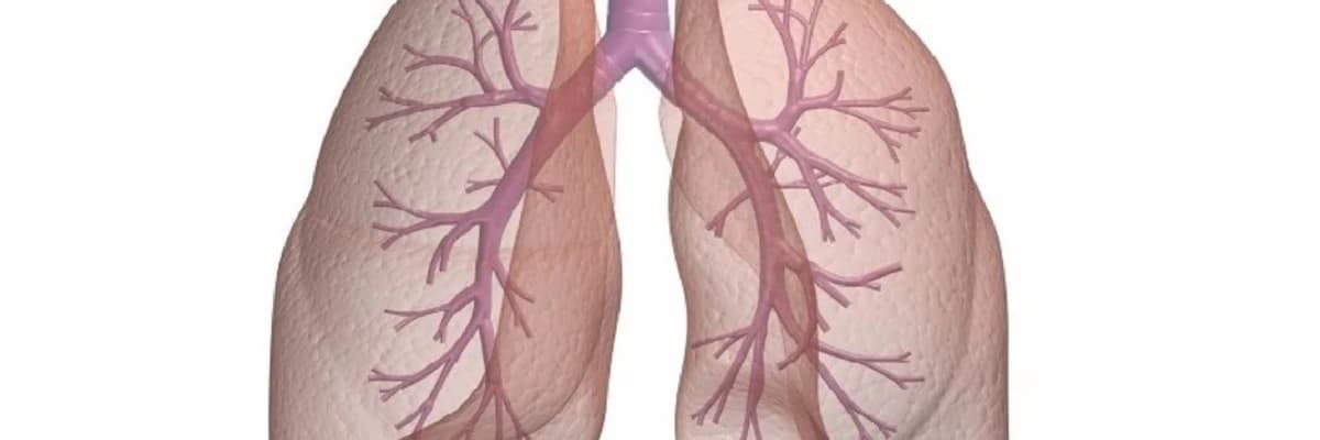 Ağciyər toxuması absesi, nekroz, qanqren.