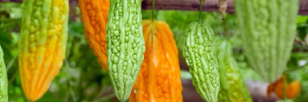 Qüdrət narı mədə-bağırsaq üçün