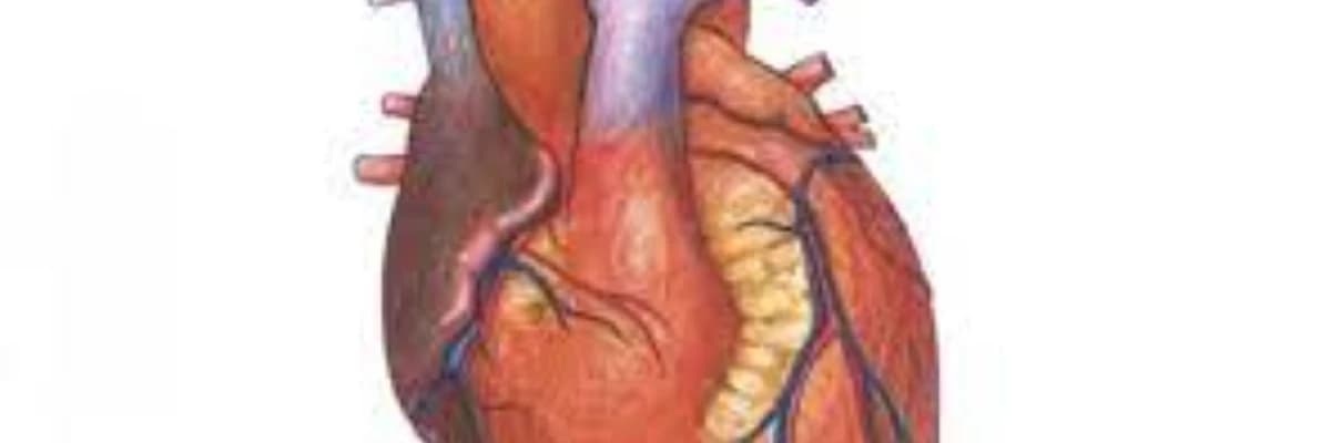 Ürək qapaqlarının xəstəlikləri