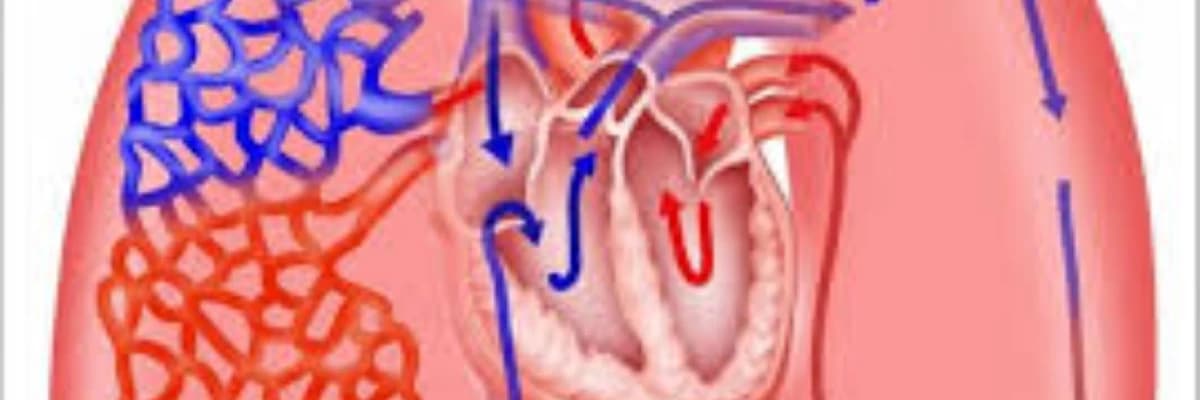 Ağciyər atreziyası