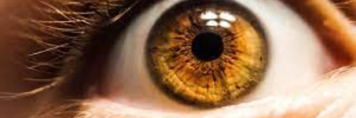 Retinal Xəstəliklər