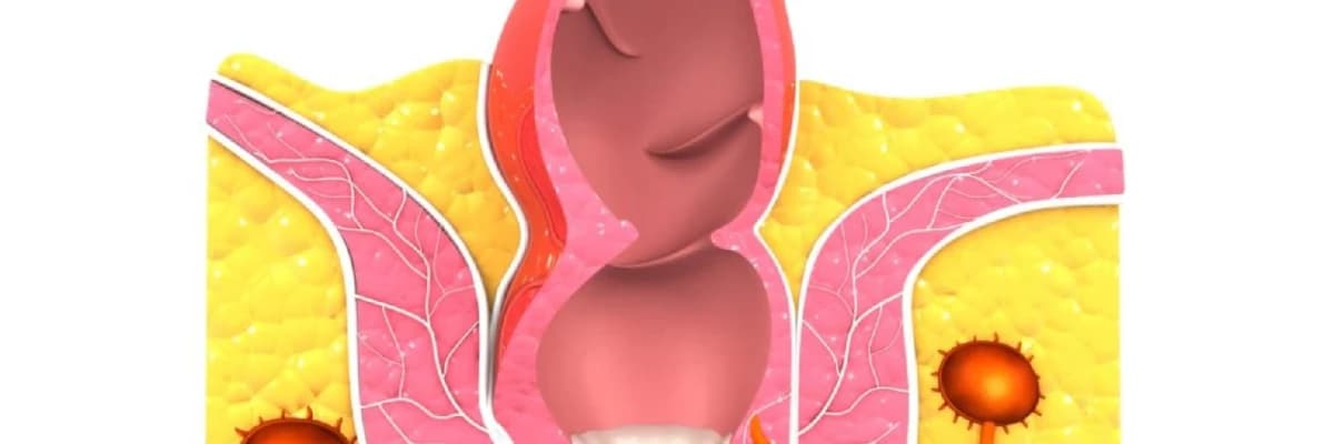Anal apses