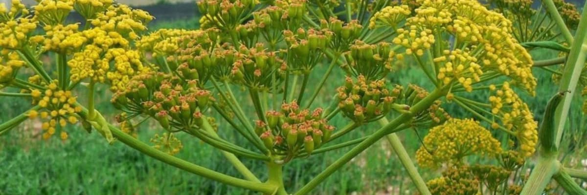 Hiltit (Xiltit) - Pisqoxulu ilankölgəsi