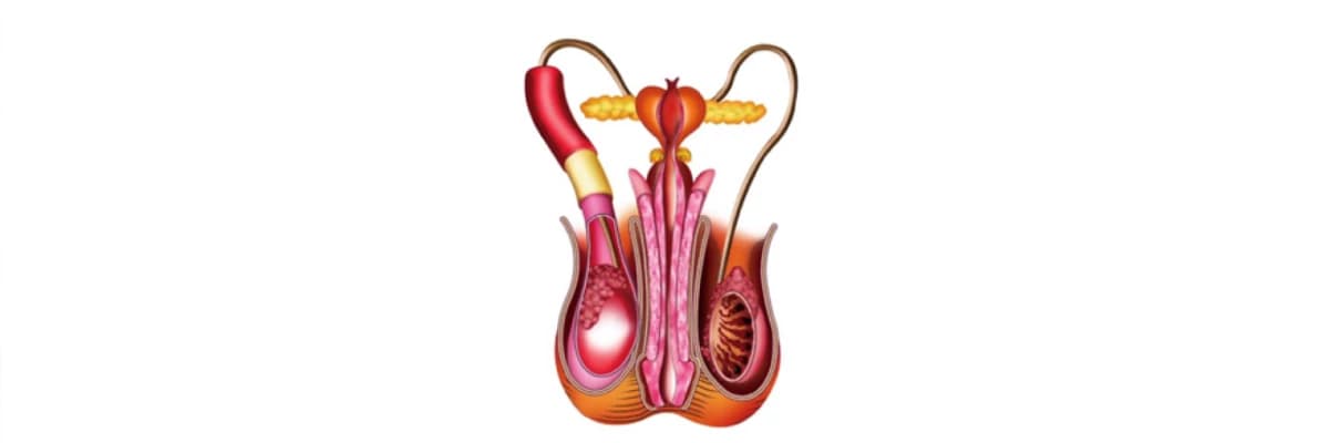 Epididimit