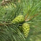 Şam qozası - Astmanın çarəsi