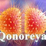 Qonoreya haqqında