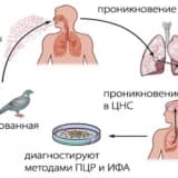 Ornitoz - quşçuluq işçiləri, quşların yetişdirilməsi ilə əlaqəli fermerlər üçün xarakterik olan kəskin xlamidial infeksiya