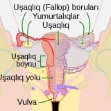 Uşaqlıq borularının müayinəsi necə aparılmalıdır?