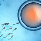 Mini IVF nədir?
