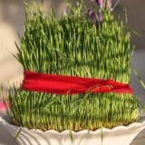 Səməni şirəsinin faydaları