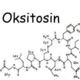 Oksitosin hormonu və onun orqanizmdə rolu