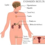 Endokrin Sistemi: Tərif, Funksiyaları və Əhəmiyyəti