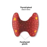 Paratiroid hormon yüksəkliyi (HİPERPARATİROİDİ)