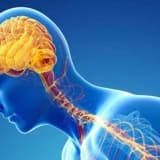 Parkinson və Altsheymer xəstəlikləri