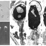 Spermada irin (piospermiya)
