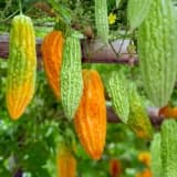 Qüdrət narı mədə-bağırsaq üçün