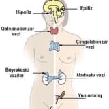 Digər hormonal pozulmalar (hipofiz, paratiroid, böyrəküstü və cinsi vəzilər)