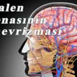 Qalen venasi anevrizmasi