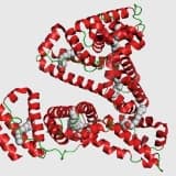 Albumin
