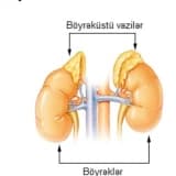 Böyrəküstü vəzin xəstəlikləri