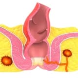 Anal apses