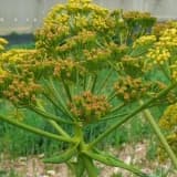 Hiltit (Xiltit) - Pisqoxulu ilankölgəsi