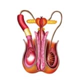 Epididimit