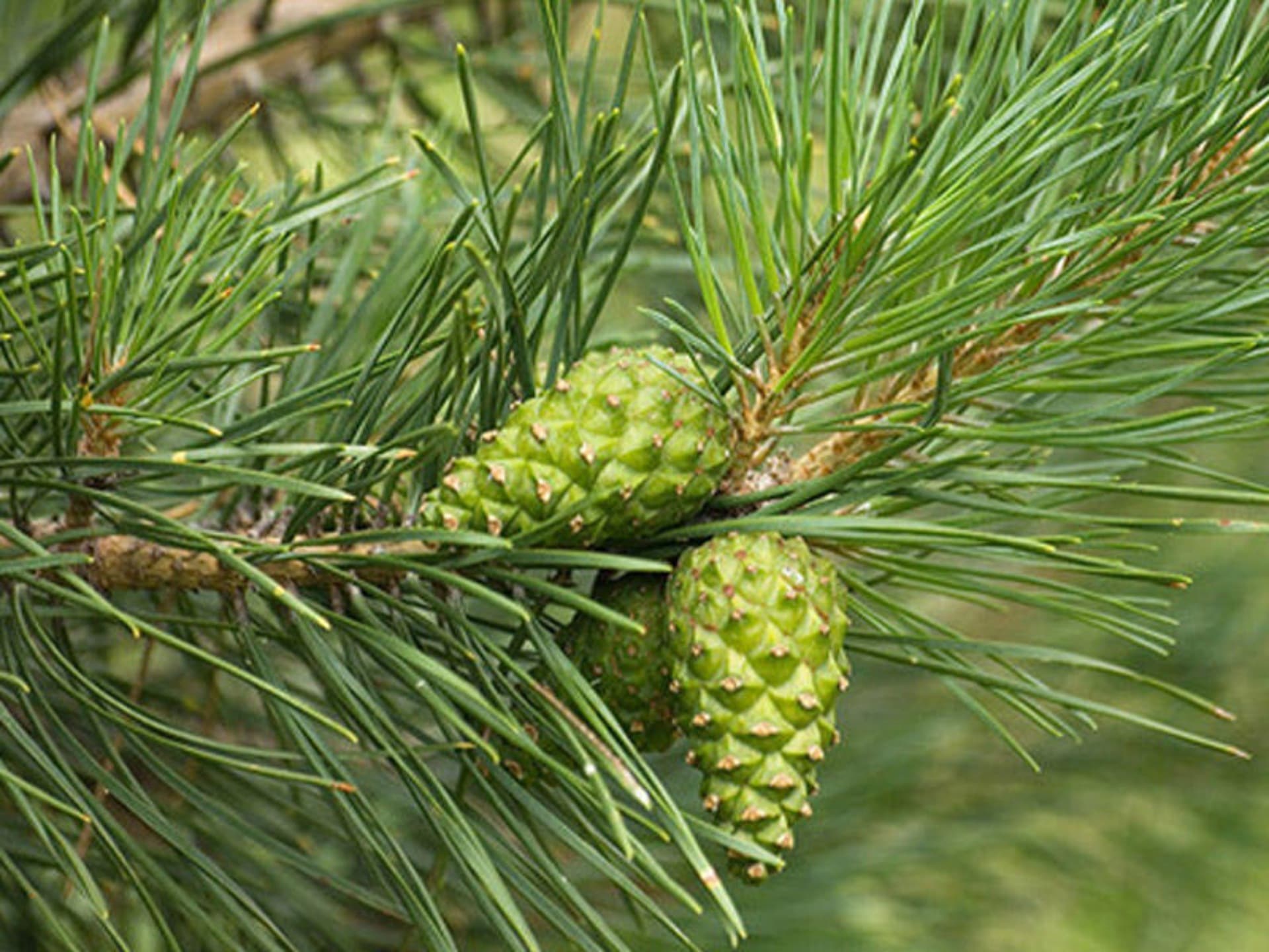 Şam qozası - Astmanın çarəsi