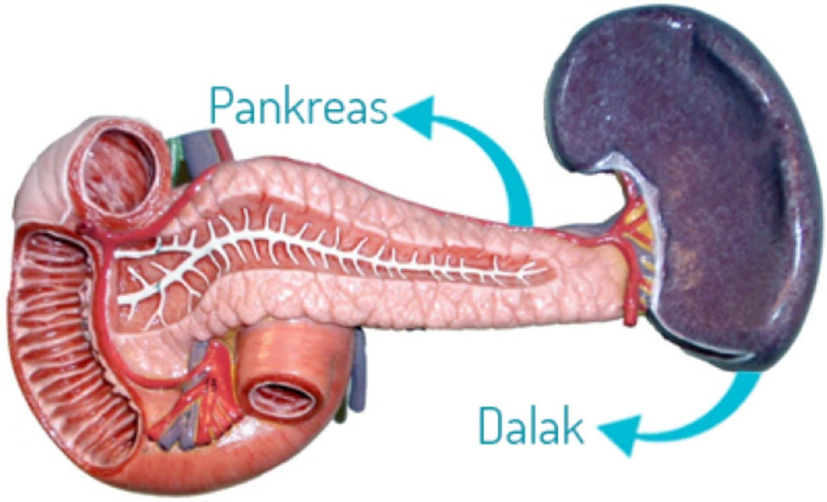 Açıq və qapalı cərrahiyyə ilə dalağın çıxarılması: Prosedurlar, Risklər və Bərpa Prosesi