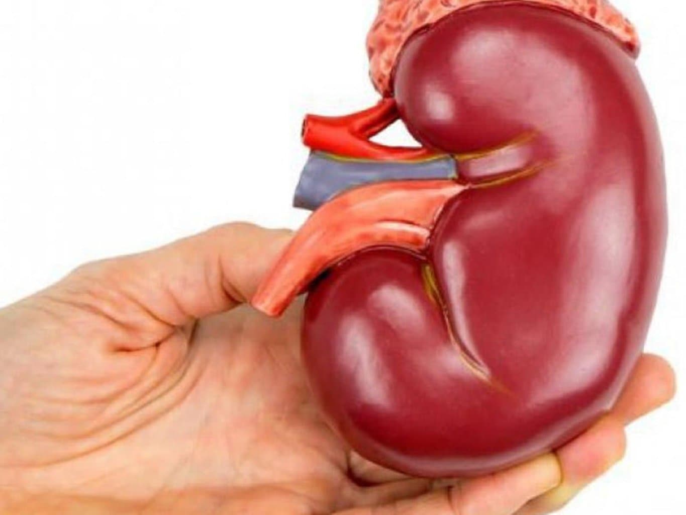 Sidik yolları və böyrək daşları