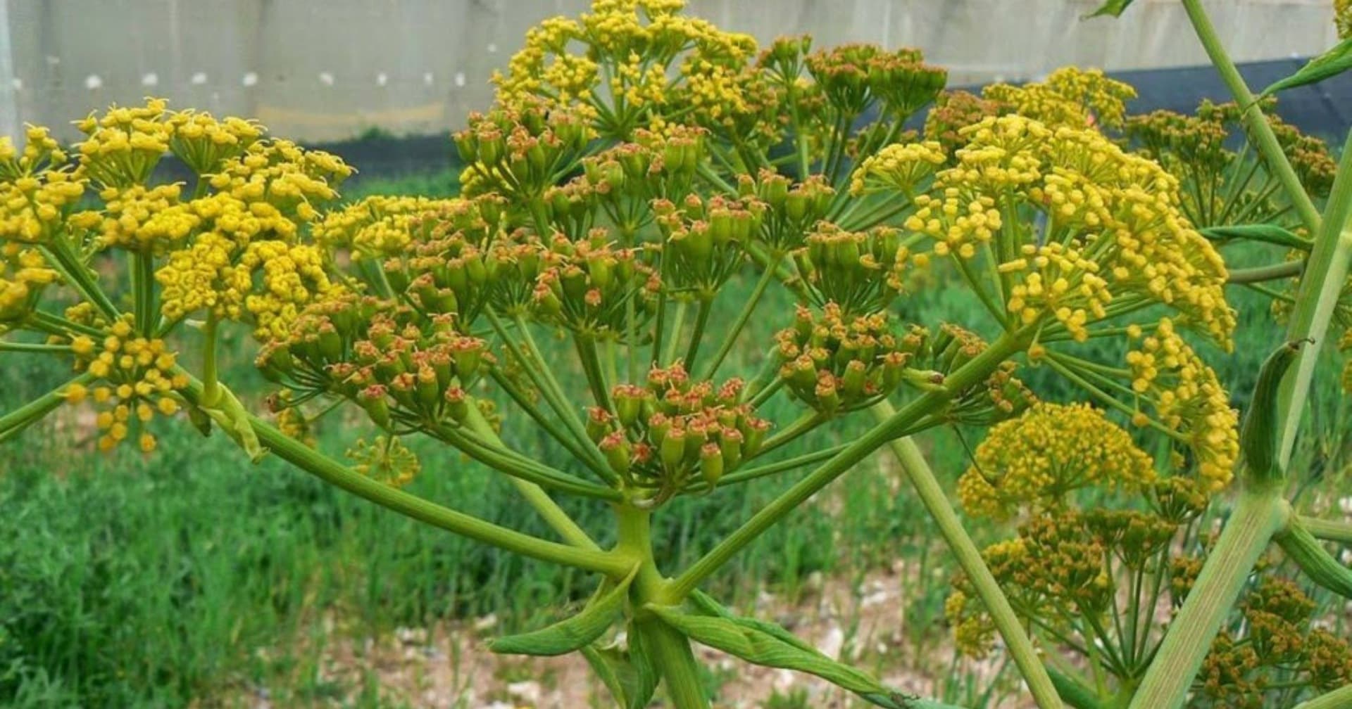 Hiltit (Xiltit) - Pisqoxulu ilankölgəsi