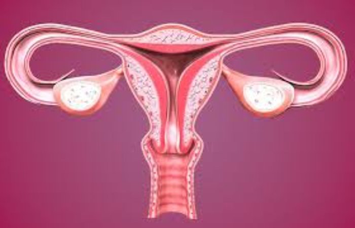 Endometriya və gənc boynun hiperplaziyası və polipləri