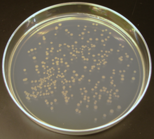 Mikrobiologiya