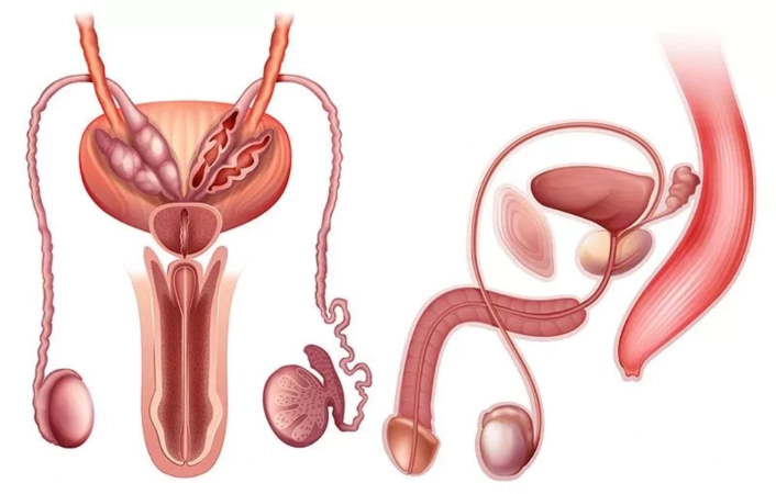 Prostatit