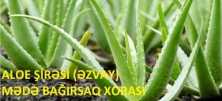 Sarısabır (Aloe Vera) Suyu - Mide ve Bağırsak Ülseri, Deri ve Bronşlar için Kullanımı